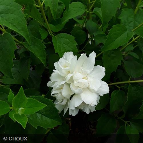 PHILADELPHUS virginal