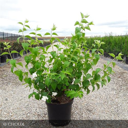 PHILADELPHUS virginal
