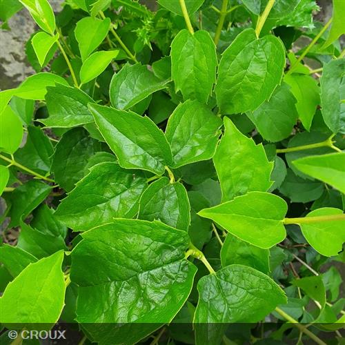 PHILADELPHUS virginal