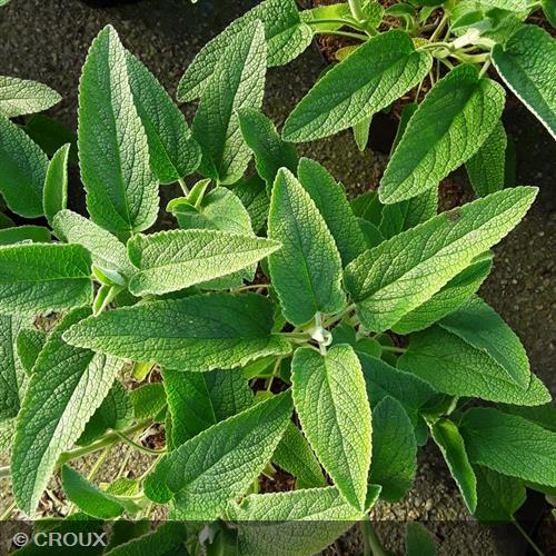 PHLOMIS fruticosa 'Bourgaei'