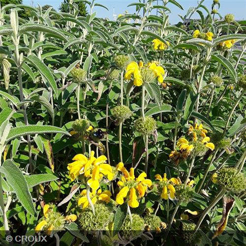 PHLOMIS fruticosa 'Bourgaei'