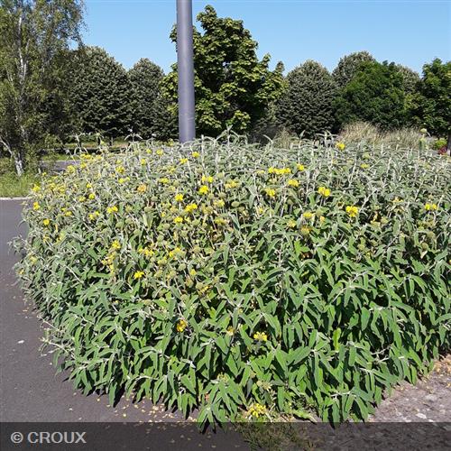 PHLOMIS fruticosa 'Bourgaei'