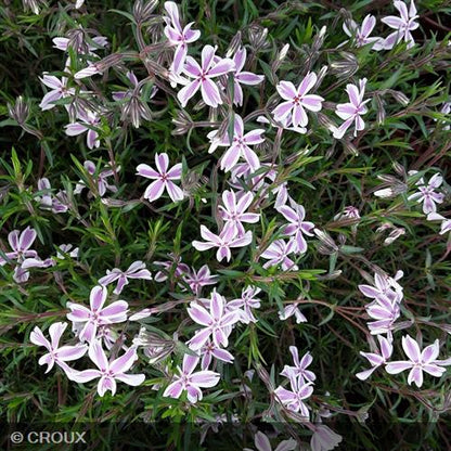 PHLOX  subulata 'Candy Stripes'