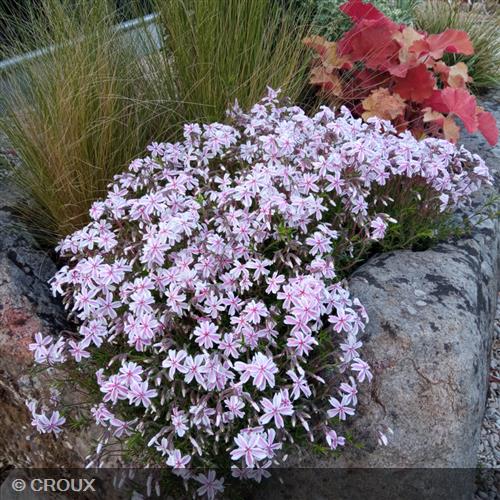 PHLOX  subulata 'Candy Stripes'