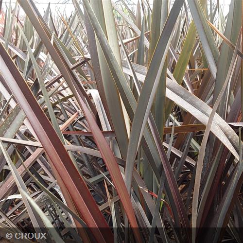 PHORMIUM tenax 'Dark Delight'