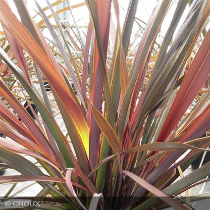 PHORMIUM tenax 'Dark Delight'