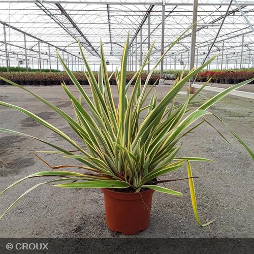 PHORMIUM tenax 'Duet'