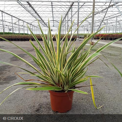 PHORMIUM tenax 'Duet'