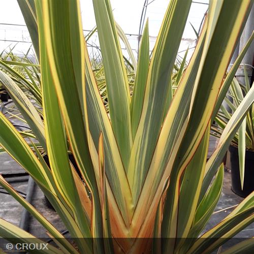 PHORMIUM tenax 'Duet'