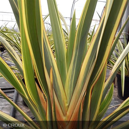 PHORMIUM tenax 'Duet'