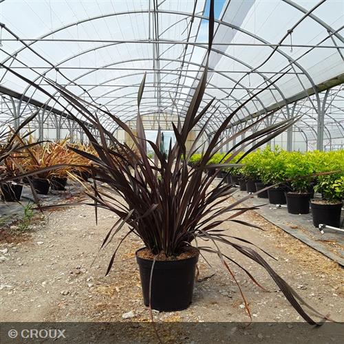 PHORMIUM tenax 'Platt’s Black'