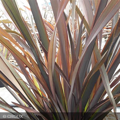 PHORMIUM tenax 'Platt’s Black'