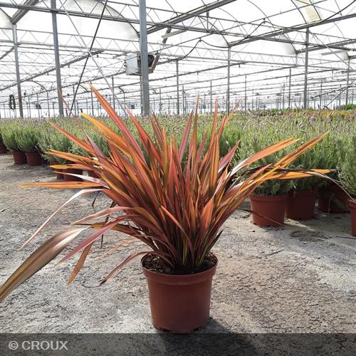 PHORMIUM tenax 'Rainbow Sunrise'
