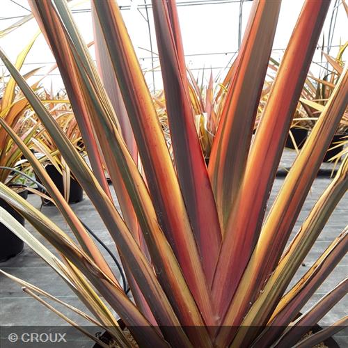 PHORMIUM tenax 'Rainbow Sunrise'