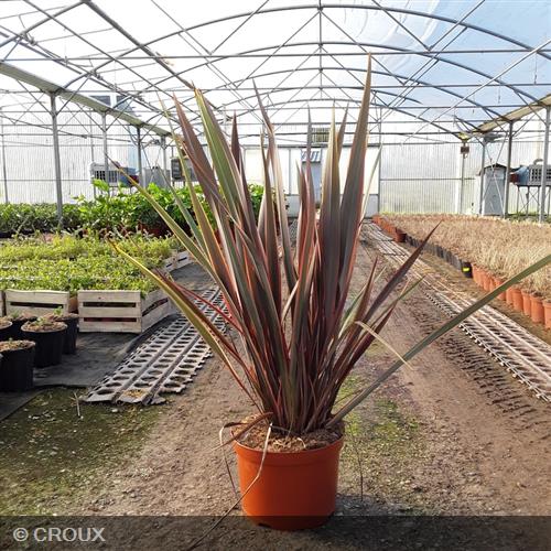 PHORMIUM tenax 'Sundowner®'