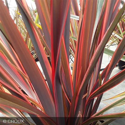 PHORMIUM tenax 'Sundowner®'
