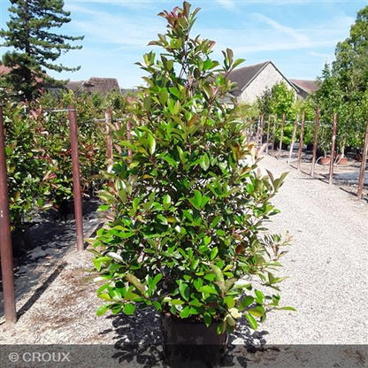 PHOTINIA x fraseri 'Red Robin'