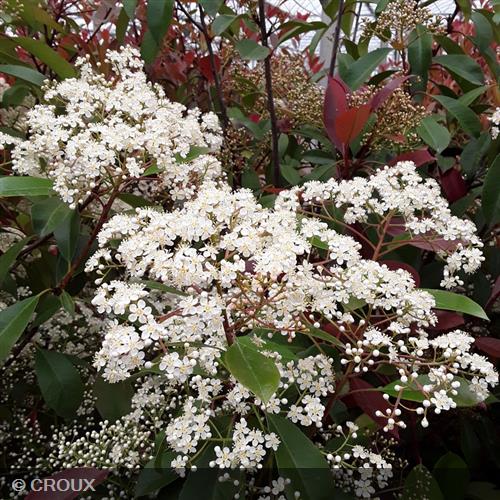 PHOTINIA x fraseri 'Red Robin'