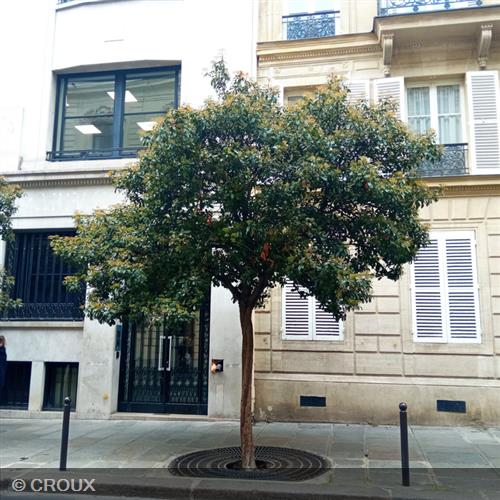 PHOTINIA x fraseri 'Red Robin'