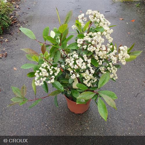 PHOTINIA x fraseri 'Red Robin'