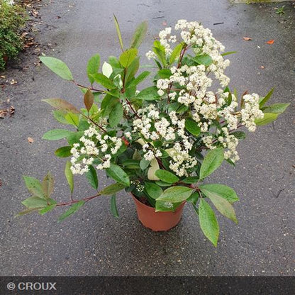 PHOTINIA x fraseri 'Red Robin'