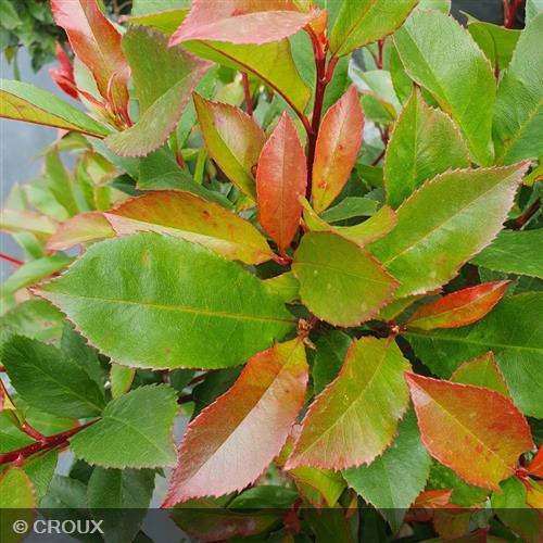 PHOTINIA x fraseri 'Red Robin'