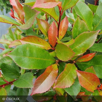 PHOTINIA x fraseri 'Red Robin'