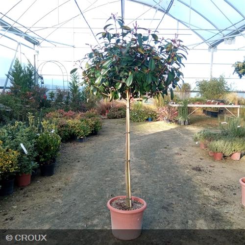 PHOTINIA x fraseri 'Red Robin'