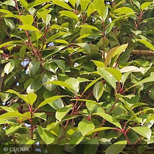 PHOTINIA x fraseri 'Red Robin'