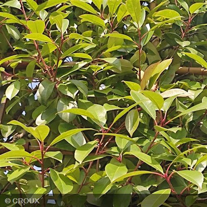 PHOTINIA x fraseri 'Red Robin'