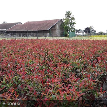 PHOTINIA  x fraseri 'Carré Rouge'