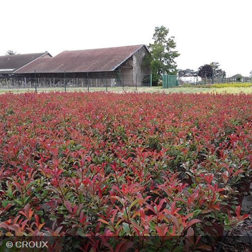 PHOTINIA  x fraseri 'Carré Rouge'