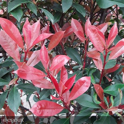 PHOTINIA  x fraseri 'Carré Rouge'