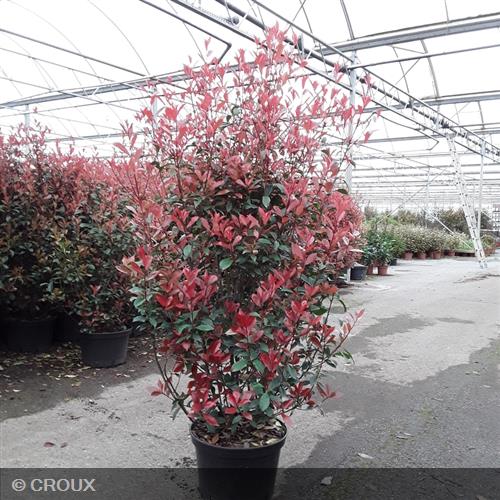 PHOTINIA  x fraseri 'Carré Rouge'