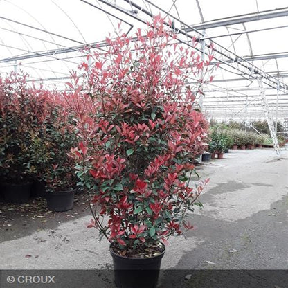 PHOTINIA  x fraseri 'Carré Rouge'