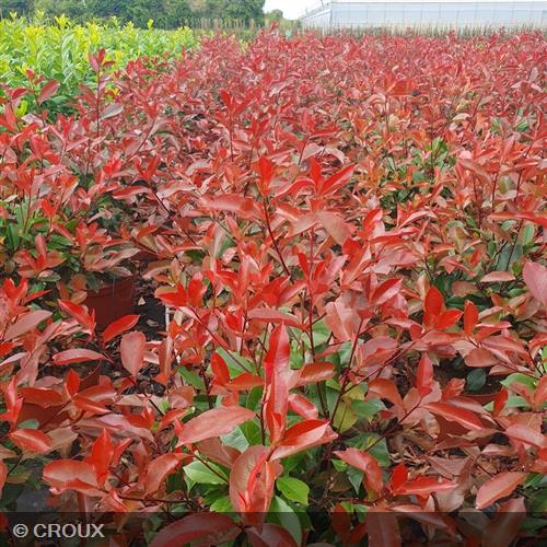 PHOTINIA  x fraseri 'Carré Rouge'