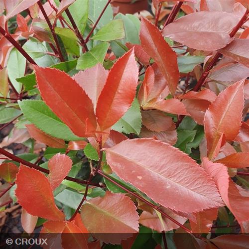 PHOTINIA  x fraseri 'Carré Rouge'