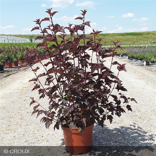 PHYSOCARPUS opulifolius 'Lady in Red®'