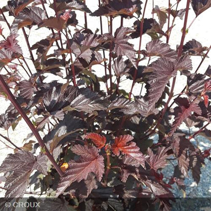 PHYSOCARPUS opulifolius 'Lady in Red®'
