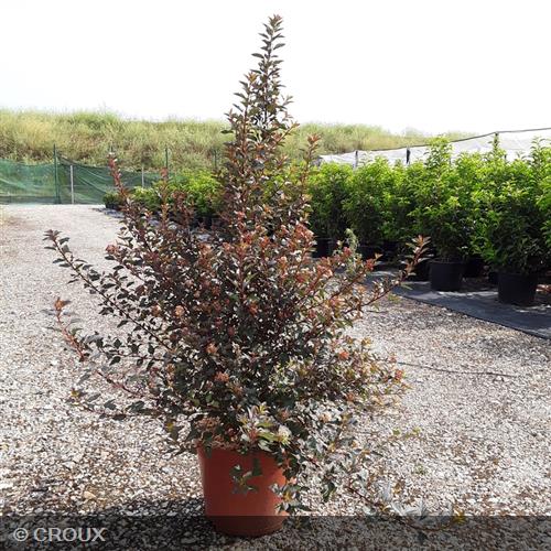 PHYSOCARPUS opulifolius 'Little Joker®'