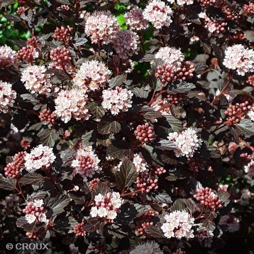 PHYSOCARPUS opulifolius 'Little Joker®'