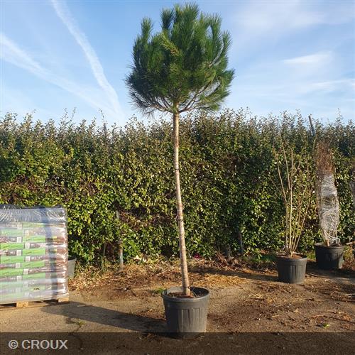 PINUS pinea