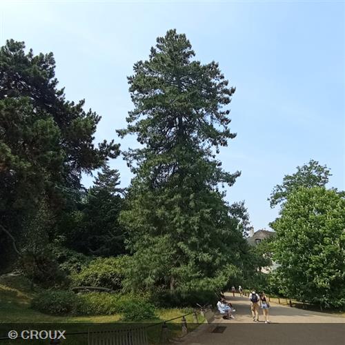 PINUS wallichiana