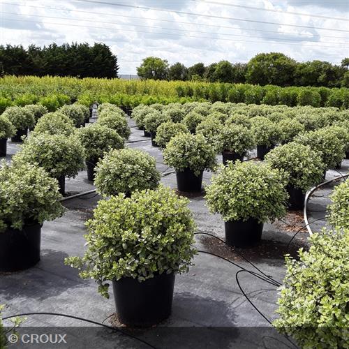 PITTOSPORUM tenuifolium 'Silver Ball'