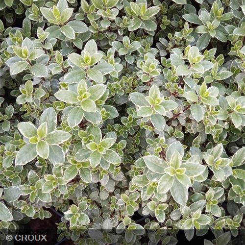PITTOSPORUM tenuifolium 'Silver Ball'