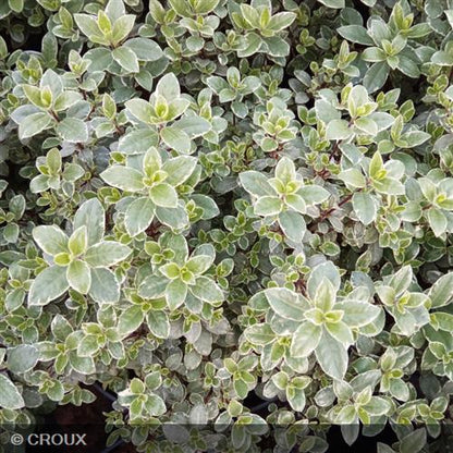 PITTOSPORUM tenuifolium 'Silver Ball'