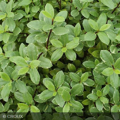 PITTOSPORUM tenuifolium 'Silver Ball'