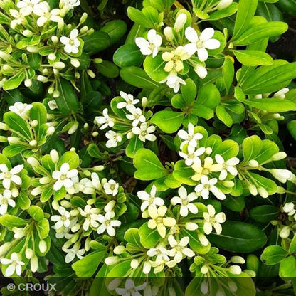 PITTOSPORUM tobira 'Nanum'