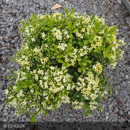 PITTOSPORUM tobira 'Nanum'