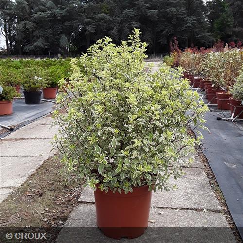 PITTOSPORUM tenuifolium 'Variegatum'
